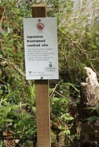 Japanese Knotweed warning - Ruth's coastal walk, Cornwall
