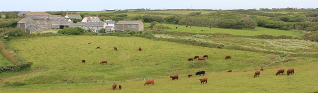 Predannack and fields of cattle, Ruth on her coastal walk