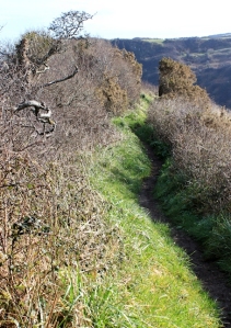  boring path, East Titchberry, North Devon, Ruth's coast walking