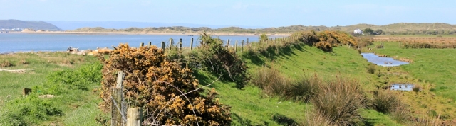 corner of Horsey Island, Braunton marshes, Ruth walking the coast