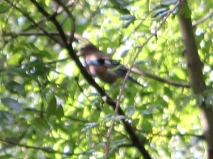  blurred photo of a possible Hawfinch, Ruth walking the Wales Coast Path, Chepstow