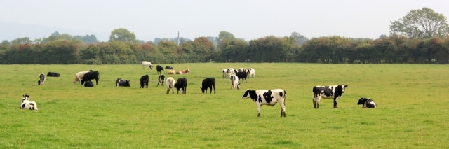 b01 fields of cows, Ruth walking in Somerset