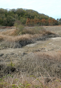  unhealthy marsh, Cwm Ivy, Gower, Ruth Livingstone