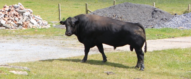 27 bull on path, Ruth near St Clears