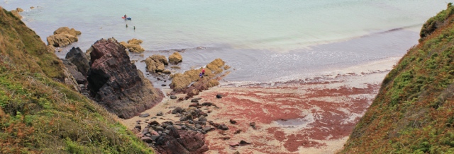 18 red seaweed, Caerfai Bay, Ruth's coastal walk