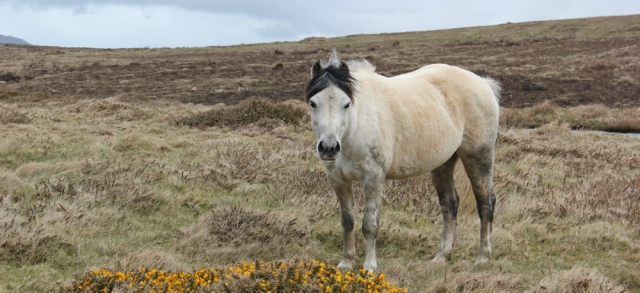14 horse on the coastal path, Ruth Livingstone in Wales