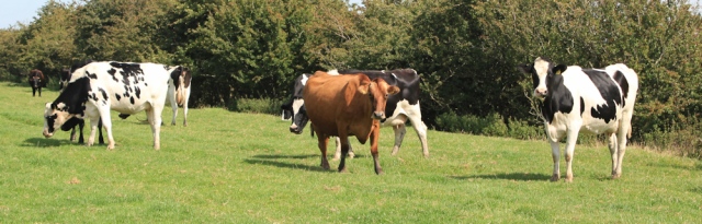 26 cows on path, Ruth Livingstone, Ribble Way