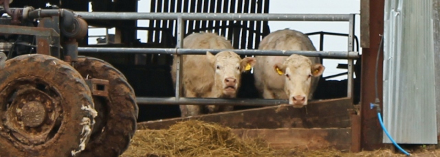 05 cows in barn, Ruth's coastal walk, Galloway, Scotland