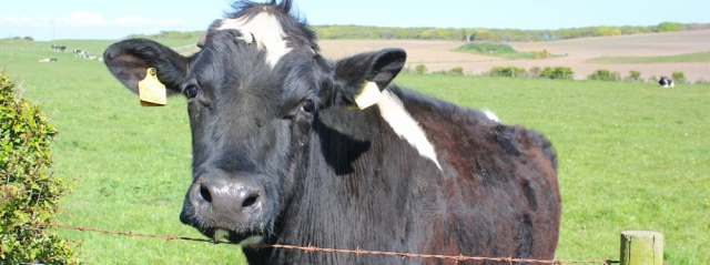 28 cow, Ruth's coastal walk, Galloway, Scotland