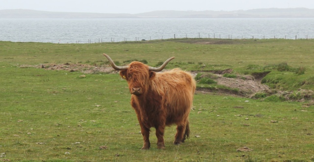 16 Highland cattle, Ruth's coastal walk, Kintyre, Scotland