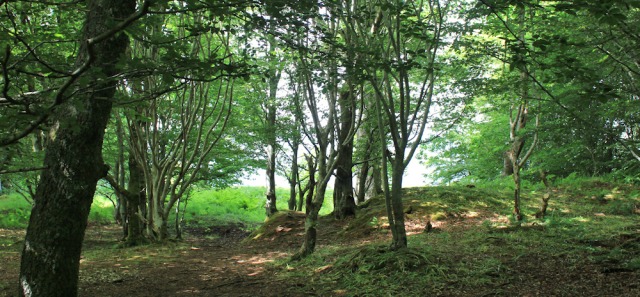 58 woodland, Chapel Hill, Ruth's coastal walk, Scotland, near Oban