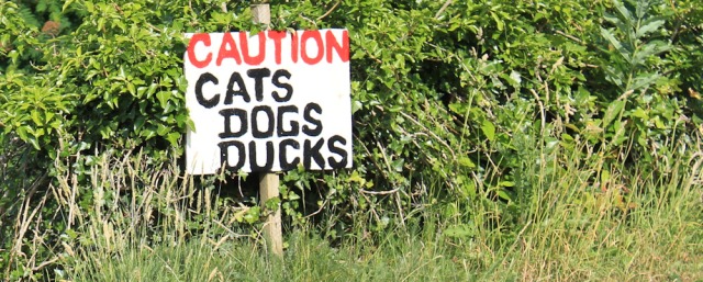 71 caution cats, dogs, ducks, Ruth's coastal walk, Scotland