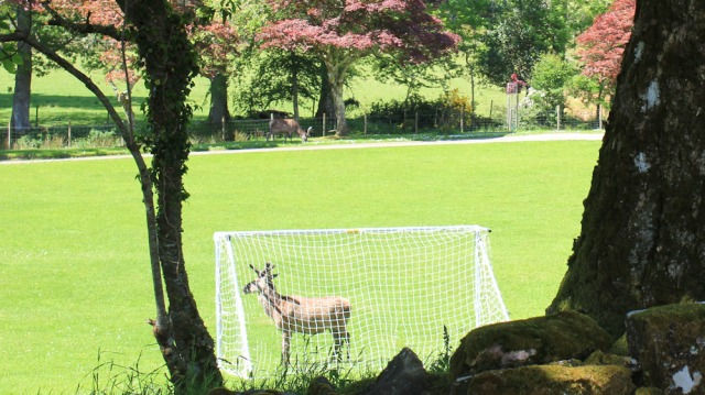 33 deer on the lawn, Borrodale House, Ruth walking to Arisaig, Scotland