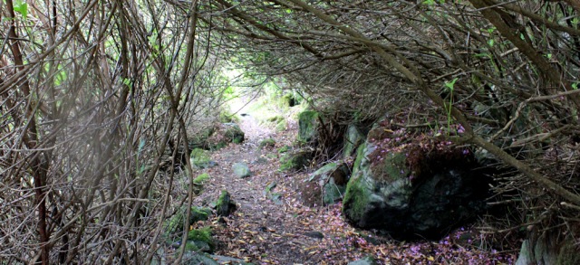 55 overgrown rhododendrons, Ruth's coastal walk, Loch Hourn