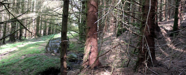 26 fighting through the trees, to Taig, Ruth's coastal walk around Glenelg, Scotland