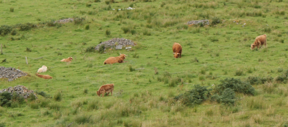 24 Scottish highland cows, from a safe distance, Ruth walking up the coast of Applecross, Scotland